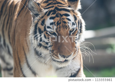 Cool tiger Cool tiger 113355981