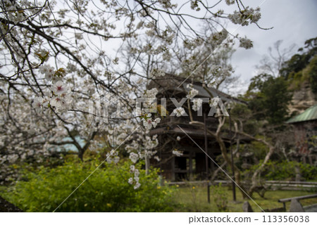 Kamakura 244 Eishoji Temple 10 Cherry Blossoms 113356038