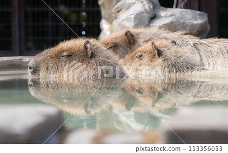 可愛的水豚 113356053