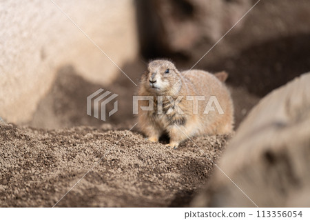 草原土撥鼠 113356054