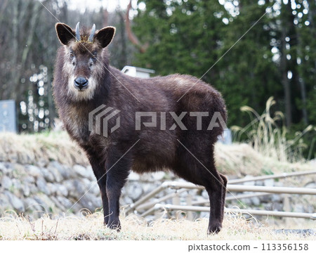 野生日本鬣羚 113356158
