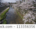 Yu Yu（Tamaya Onsen）的櫻花樹 113356356
