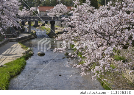 Yu Yu(Tamaya Onsen)的櫻花樹 Yu Yu(Tamaya Onsen)的櫻花樹 113356358