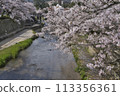 Yu Yu（Tamaya Onsen）的櫻花樹 113356361
