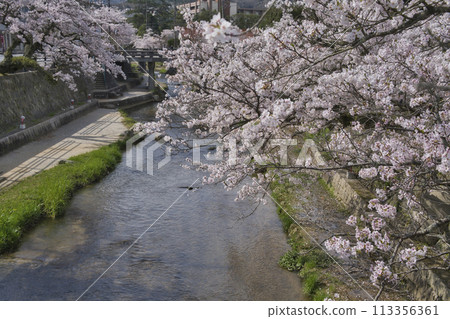 Cherry blossom trees of Yu Yu (Tamaya Onsen) Cherry blossom trees of Yu Yu (Tamaya Onsen) 113356361