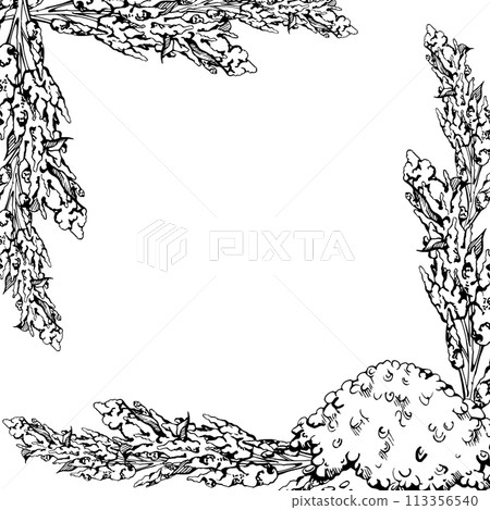 Hand drawn ink vector illustration, quinoa plant seeds, amaranth flower crop food farm grain cereal. Square frame isolated on white background. Design travel, brochure, print, cafe restaurant menu 113356540