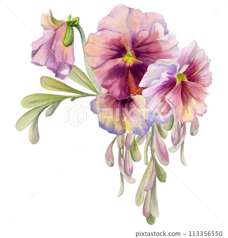 Hand drawn watercolor illustration victorian botanical flowers leaves. Pansy viola violet, ash maple keys seeds, green locust branch. Bouquet isolated on white background. Design wedding, love cards Hand drawn watercolor illustration victorian botanical flowers leaves. Pansy viola violet, ash maple keys seeds, green locust branch. Bouquet isolated on white background. Design wedding, love cards 113356550