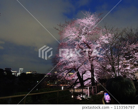 千鳥淵的櫻花與夜景 113356797