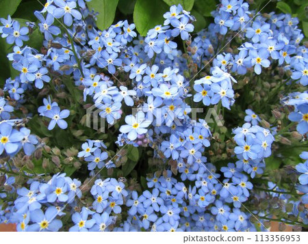 勿忘我花特寫 勿忘我花特寫 113356953