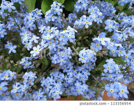 勿忘我花特寫 113356954