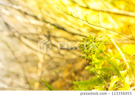 山坡上盛開的款冬 山坡上盛開的款冬 113356955