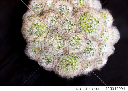 Fluffy cactus mammillaria - in pot, house plant 113356994