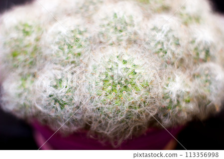 Fluffy cactus mammillaria - in pot, house plant Fluffy cactus mammillaria - in pot, house plant 113356998