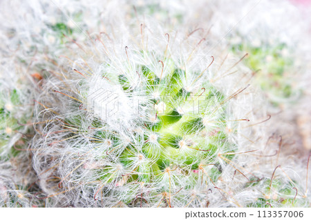 Fluffy cactus mammillaria - in pot, house plant 113357006