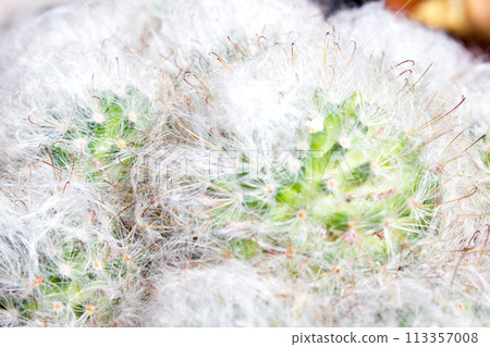Fluffy cactus mammillaria - in pot, house plant 113357008
