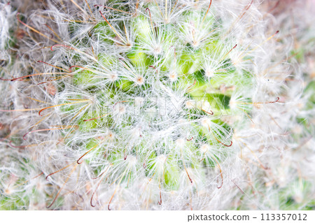 Fluffy cactus mammillaria - in pot, house plant Fluffy cactus mammillaria - in pot, house plant 113357012