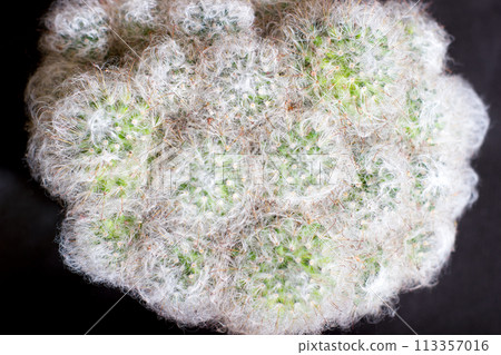 Fluffy cactus mammillaria - in pot, house plant 113357016