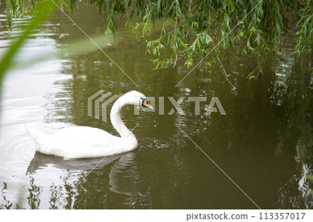 Beautiful white swan on pond - romantic photo 113357017