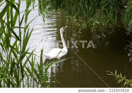 Beautiful white swan on pond - romantic photo 113357019