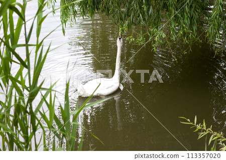 Beautiful white swan on pond - romantic photo 113357020