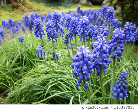 Muscari flower up Muscari flower up 113357033