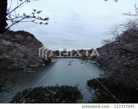 千鳥淵的櫻花與日落 113357045