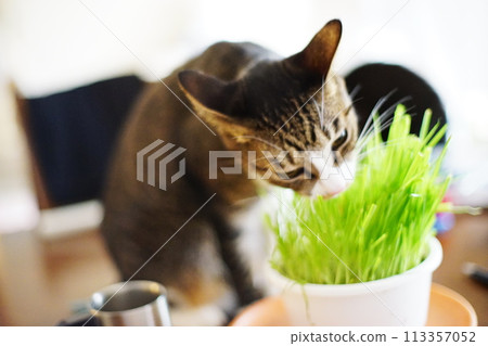 Living with a cat Living with a cat 113357052