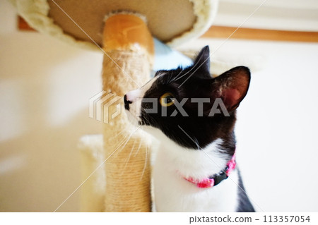 和貓一起生活 和貓一起生活 113357054