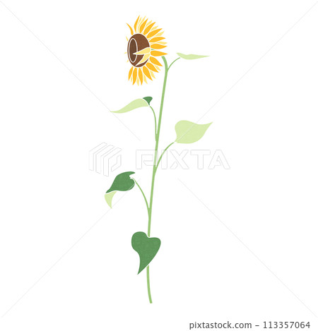 Single sunflower illustration, icon, horizontal sunflower Single sunflower illustration, icon, horizontal sunflower 113357064