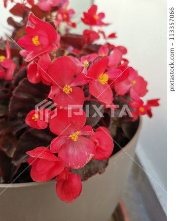 Houseplant begonia blooming with coral flowers, Houseplant begonia blooming with coral flowers, 113357066