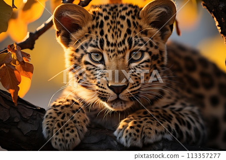 Close-up portrait of a young leopard. 113357277