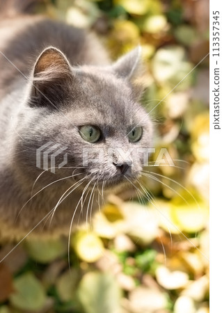 Beautiful gray cat british in nature, portrait outdoors Beautiful gray cat british in nature, portrait outdoors 113357345