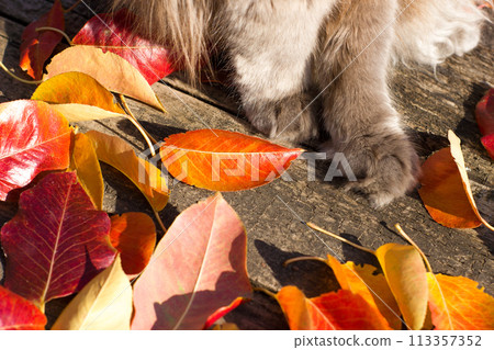 Paws of a beautiful gray british cat in nature, on the background of fallen leaves 113357352