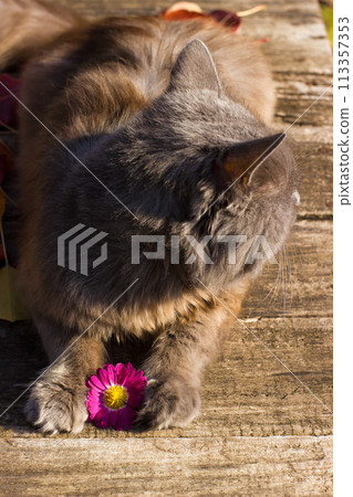 Beautiful gray british cat, portrait outdoors on the fallen leaves 113357353