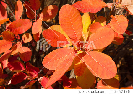Branch with leaves tree cotinus coggygria closeup, background Branch with leaves tree cotinus coggygria closeup, background 113357356