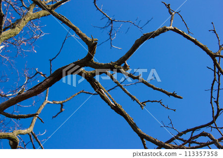 Dry branches without leaves against the blue sky Dry branches without leaves against the blue sky 113357358