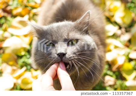 Beautiful gray british cat in nature, eating with hands, outdoors Beautiful gray british cat in nature, eating with hands, outdoors 113357367