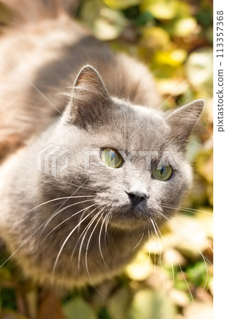 Beautiful gray cat british in nature, portrait outdoors Beautiful gray cat british in nature, portrait outdoors 113357368