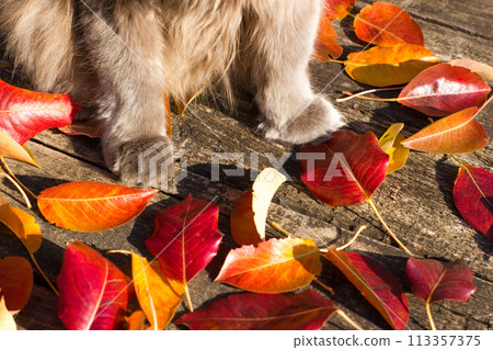 Paws of a beautiful gray british cat in nature, on the background of fallen leaves 113357375
