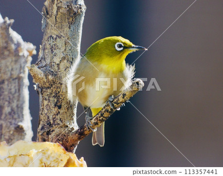 Meiro stopping in a plum tree Meiro stopping in a plum tree 113357441