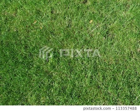 green meadow background 113357488