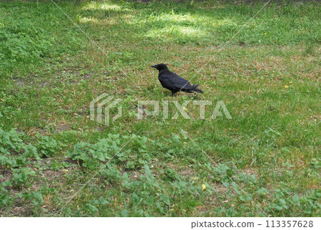 crow scient. name Corvus bird animal crow scient. name Corvus bird animal 113357628