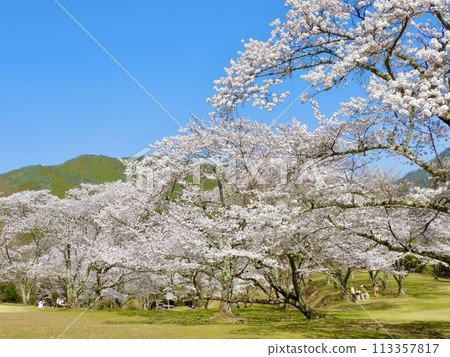 Cherry blossoms in full bloom at Kabe Sports Park 113357817