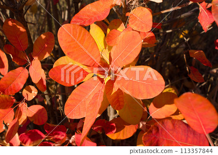 Branch with leaves tree cotinus coggygria closeup, background 113357844