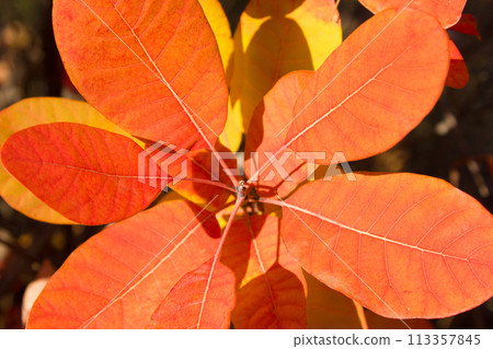 Branch with leaves tree cotinus coggygria closeup, background 113357845