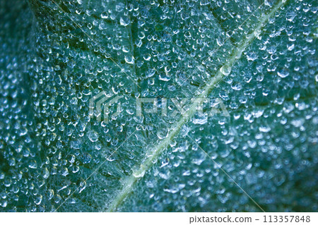 Dewdrops on leaf of grass in morning close-up, macro background 113357848