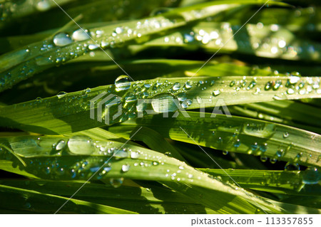 Dewdrops on leaf of grass in morning close-up, macro background Dewdrops on leaf of grass in morning close-up, macro background 113357855