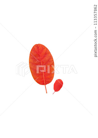 Tree cotinus coggygria leaves on a white background 113357862