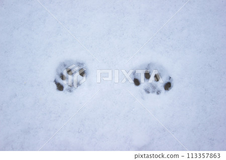 Cat tracks in the snow, hunting winter, pet Cat tracks in the snow, hunting winter, pet 113357863