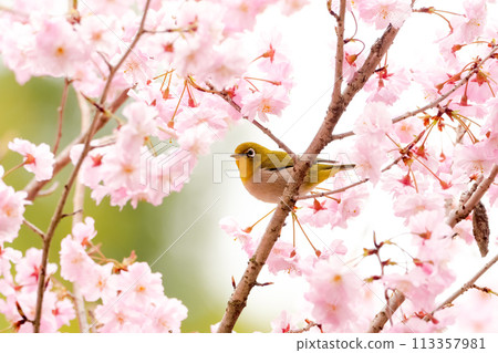 Cute white-eye among cherry blossoms in full bloom 113357981